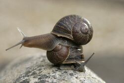 Jeremy the left-coiling snail on top of a right-coiling snail, Theresa.jpg