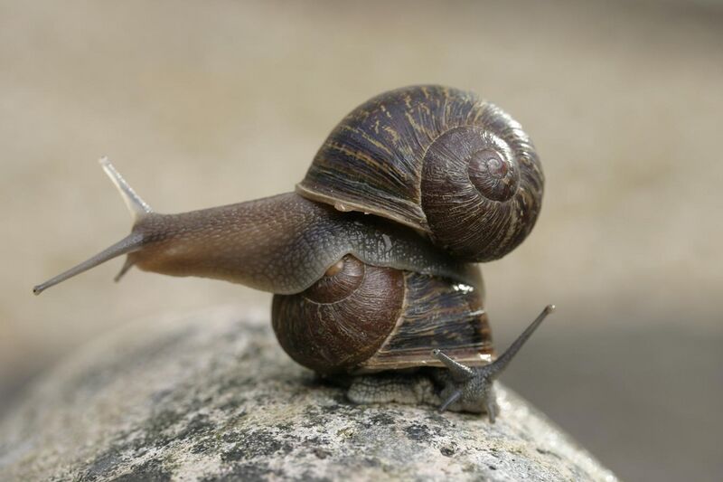 File:Jeremy the left-coiling snail on top of a right-coiling snail, Theresa.jpg