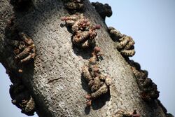 Knobby fig (Ficus sansibarica), Kruger National Park, South Africa (29208468275).jpg