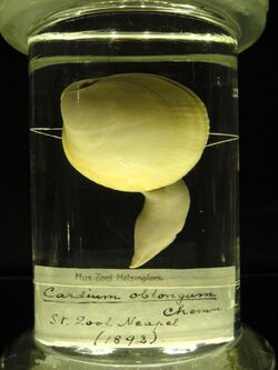 Laevicardium oblongum (Cardium oblongum) - Finnish Museum of Natural History - DSC04691.JPG
