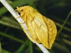 Lasiocampidae - Euthrix potatoria.jpg