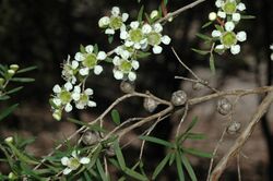 Leptospermum incanum.jpg