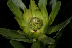 Leucadendron chamelaea 1DS-II 5653.jpg