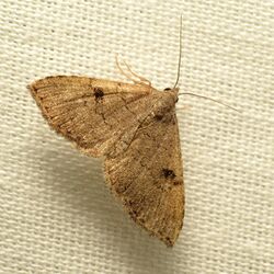 Little Moth (36397058494).jpg