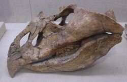Magnirostris-Paleozoological Museum of China.jpg