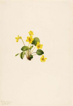 Mary Vaux Walcott - Yellow Violet (Viola orbiculata) - 1970.355.98 - Smithsonian American Art Museum.jpg