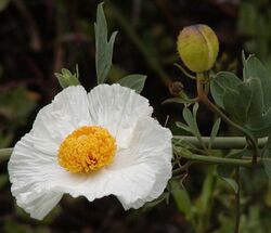 Matilija poppy closeup.jpg