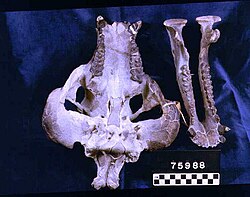 Merycochoerus superbus skull.jpg