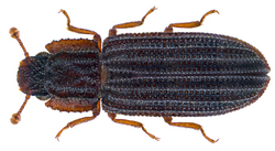 Microprius rufulus (Motschulsky 1863) (29880974343).png