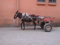 Mule in Morocco.JPG