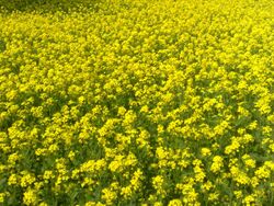 Mustard plant bangladesh.jpg
