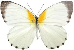 Mylothris poppea male.jpg