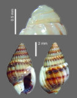 Nassarius sinusigerus (MNHN-IM-2009-2863).jpeg