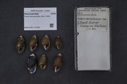 Naturalis Biodiversity Center - RMNH.MOL.175299 - Elimia vanuxemiana (Lea, 1843) - Pleuroceridae - Mollusc shell.jpeg