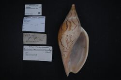 Naturalis Biodiversity Center - ZMA.MOLL.226597 - Ericusa sowerbyi (Kiener, 1839) - Volutidae - Mollusc shell.jpeg