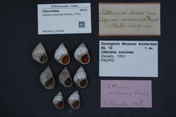 Naturalis Biodiversity Center - ZMA.MOLL.319456 - Littoraria coccinea (Gmelin, 1791) - Littorinidae - Mollusc shell.jpeg