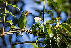 Necklaced Barbet, 0A2A1138.jpg