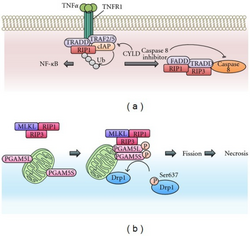 Necroptosis Pathway Diagram.png