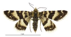 Notoreas ortholeuca female.jpg