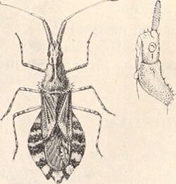 Oannes spinosus (Distant, 1911).jpg