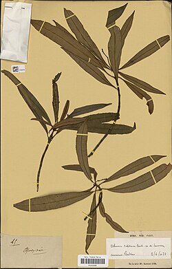 Ochrosia tahitensis.jpg