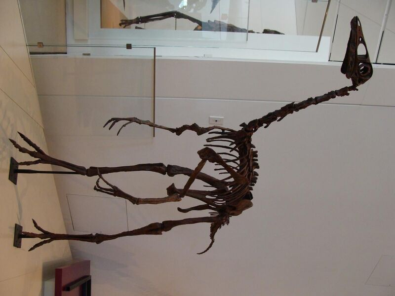 File:OrnithomimusROM.JPG