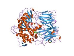 PDB 1e8m EBI.jpg