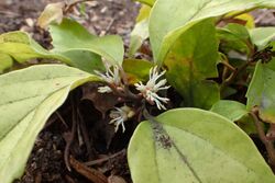 Pachysandra axillaris kz07.jpg