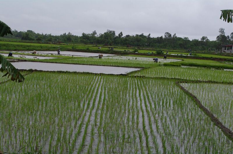 File:Paddy field, Vietnam.jpg