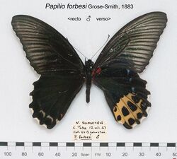 PapilioForbesiMUpUnAC1.jpg
