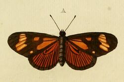 Papilio Thalia - CramerAndStoll-uitlandsche kapellen vol. 3- pl 246 (cropped).jpg