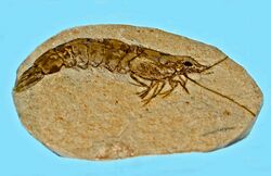 Penaeidae - Hakelocaris vavassorii.JPG