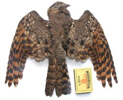 Pennant-winged Nightjar, female, Creighton.jpg