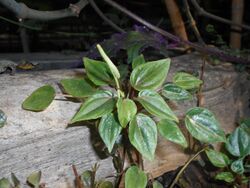 Peperomia marmorata 2016-05-20 1146.jpg