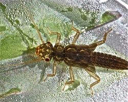 Perlodid stonefly, Isoperla dicala (7188741844).jpg