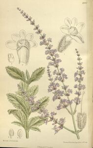Drawing of leaves and flowers