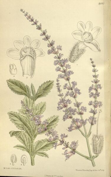 File:Perovskia atriplicifolia 138-8441.jpg