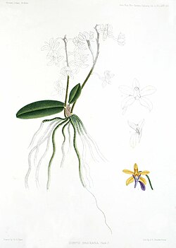 Phalaenopsis taenialis (as Doritis braceana) - A Century of Indian Orchids pl 60 (1895).jpg