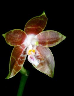 Phalaenopsis venosa Orchi 982.jpg