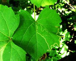 Phyllocnistis vitifoliella leafmine in Frost Grape (Vitis vulpina).jpg