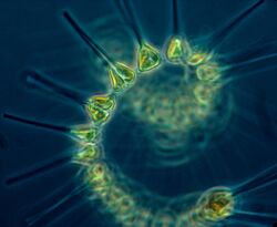Phytoplankton - the foundation of the oceanic food chain.jpg