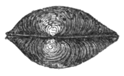 Pisidium punctiferum 2.png