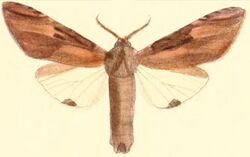 Pl.03-13-Calliteara strigata (Moore, 1879) (Hoplitis).JPG