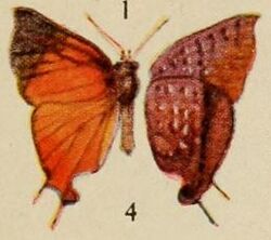Pl.12-04-Lipaphnaeus aderna (Plötz, 1880).JPG
