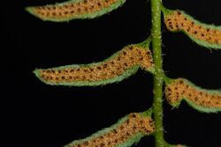 Polystichum acrostichoides5.jpg