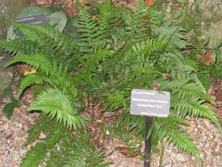 Polystichum tsussimense - Atlanta Botanical Garden.JPG