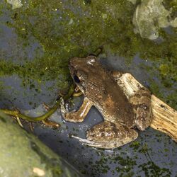 Príncipe puddle frog (Phrynobatrachus dispar) 2.jpg