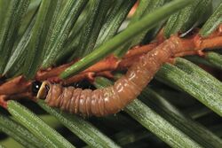 Pseudohermenias abietana larva.jpg
