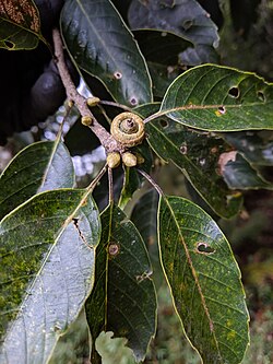 Quercus Morii.jpg