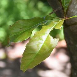 Quercus acutifolia 02.jpg